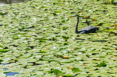Heron balıkçılık gölet