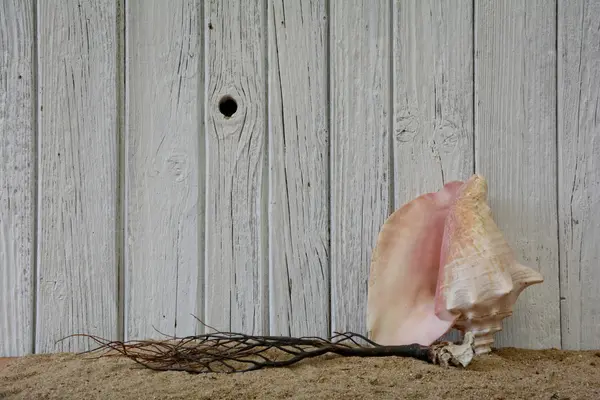 Shell och korall — Stockfoto