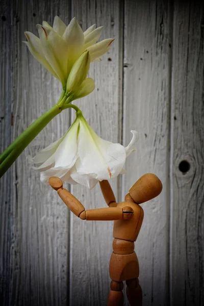 Ahşap şekil amaryllis bloom altında duruyor