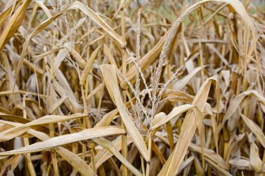 Sonbaharda kurumuş bir mısır tarlası.