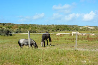 Mavi gökyüzü ile kumulların arasında otlayan atlar ve inekler