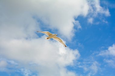 Martı mavi gökyüzünde bir sürü kopya alanı ile uçar.