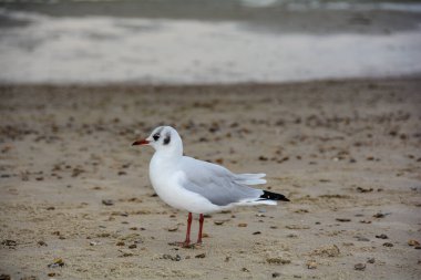 Küçük bir martı kumsalda duruyor