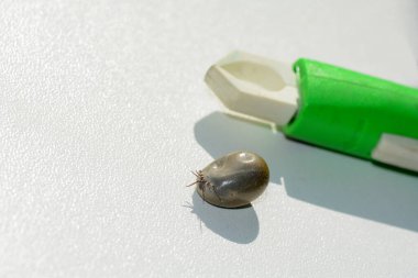 Blood-sucking ectoparasites - A tick soaked with blood and a tick-puller on a white background clipart