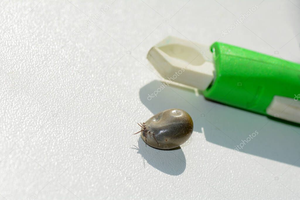 Blood-sucking ectoparasites - A tick soaked with blood and a tick-puller on a white background