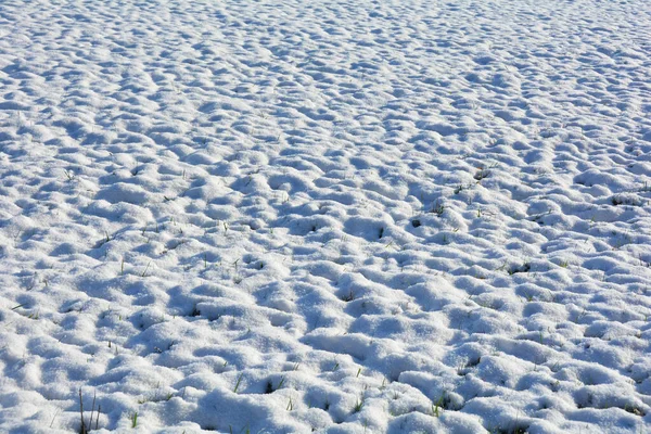 Campo Com Muita Neve Branca Algumas Lâminas Verdes Grama — Fotografia de Stock