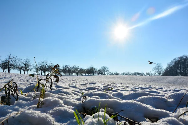 Campo Con Neve Bianca Alberi All Orizzonte Con Sole Uccello — Foto Stock