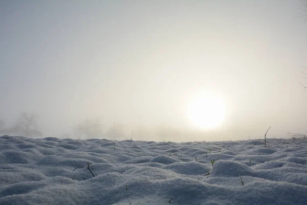 Güneş Doğarken Bir Kar Tarlası Bazı Bitkiler Fotokopi Alanı Ile — Stok fotoğraf