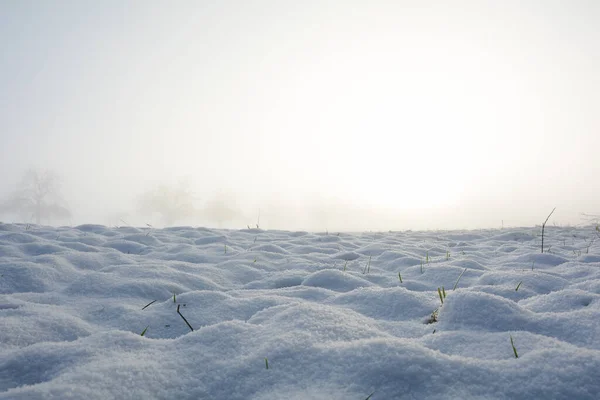 日出时的一片雪地和一些植物 有复制空间 — 图库照片