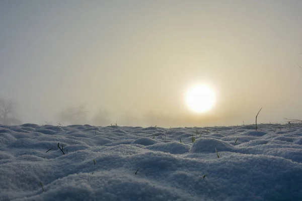 A field of snow and some plants at sunrise, with copy space
