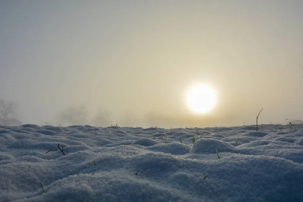 Campo Neve Alcune Piante All Alba Con Spazio Copia — Foto Stock