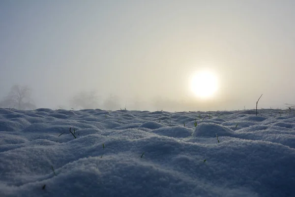 コピースペースと 日の出といくつかの植物の雪のフィールド — ストック写真