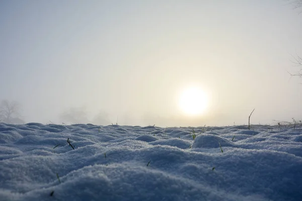 日出时的一片雪地和一些植物 有复制空间 — 图库照片