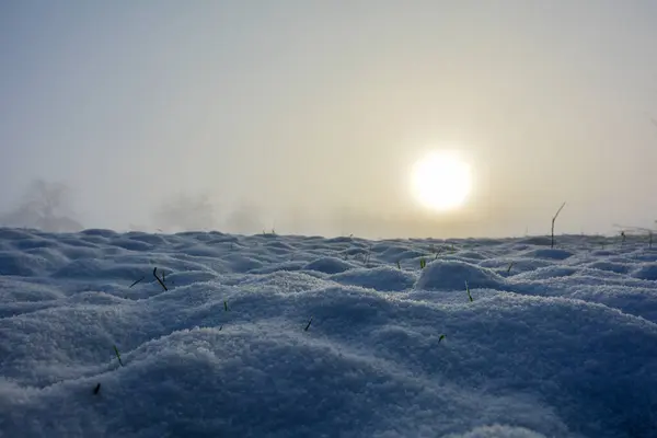 Campo Neve Alcune Piante All Alba Con Spazio Copia — Foto Stock