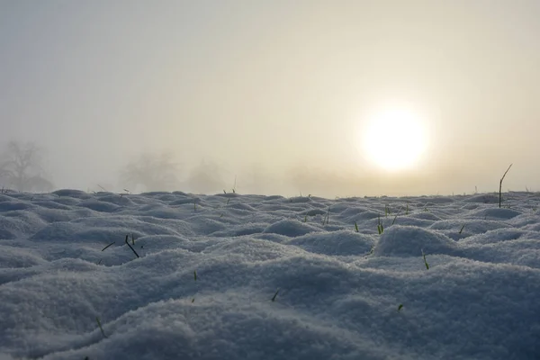 日出时的一片雪地和一些植物 有复制空间 — 图库照片