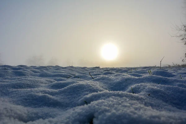 Campo Neve Alcune Piante All Alba Con Spazio Copia — Foto Stock