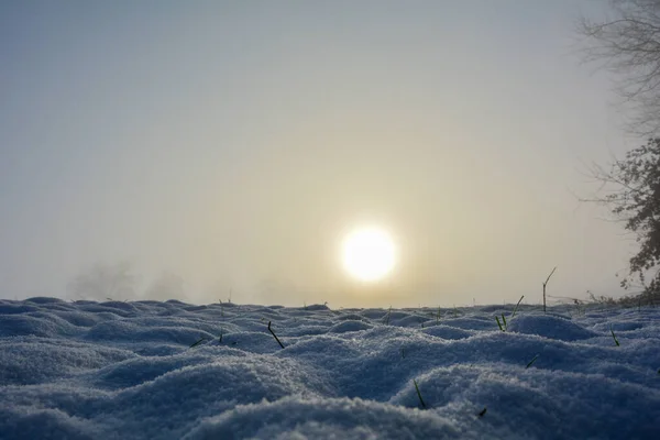 Поле Снега Некоторые Растения Восходе Солнца Копировальным Пространством Деревом — стоковое фото