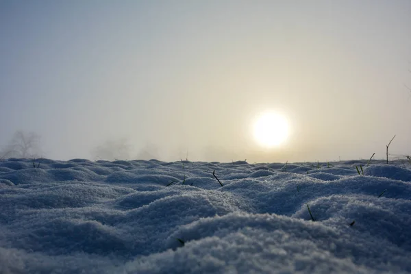 日出时的一片雪地和一些植物 有复制空间 — 图库照片