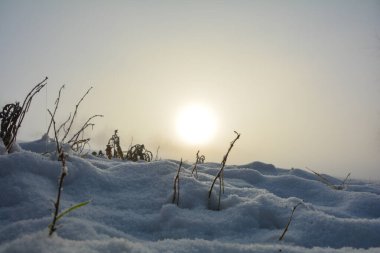 Güneş doğarken bir kar tarlası ve bazı bitkiler, fotokopi alanı ile.