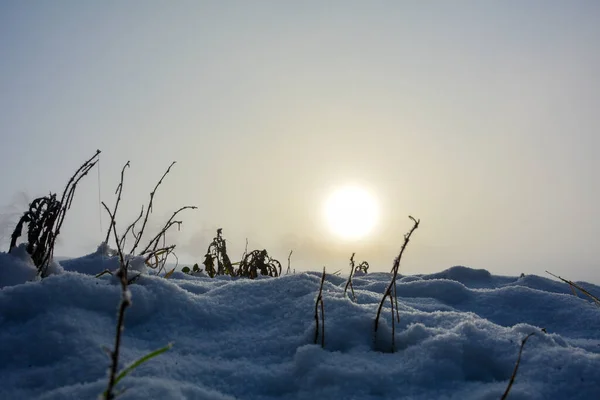 Campo Neve Alcune Piante All Alba Con Spazio Copia — Foto Stock