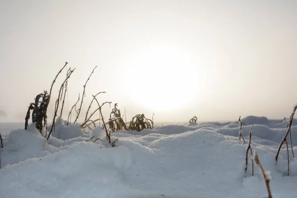 Campo Neve Alcune Piante All Alba Con Spazio Copia — Foto Stock