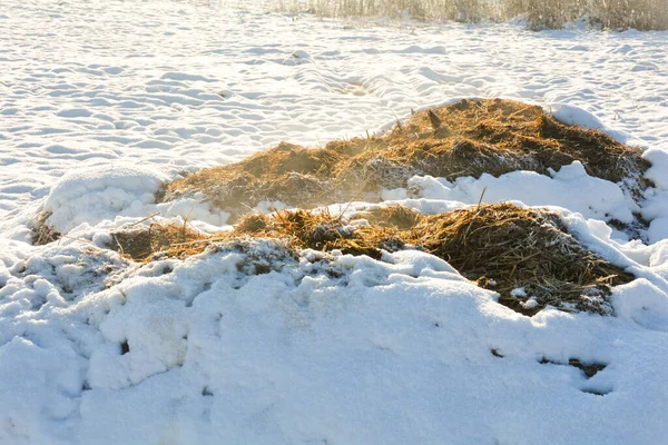 Monte Esterco Fresco Com Neve Natureza — Fotografia de Stock