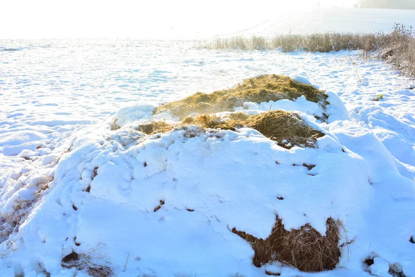 Monte Esterco Com Neve Natureza Luz Sol — Fotografia de Stock