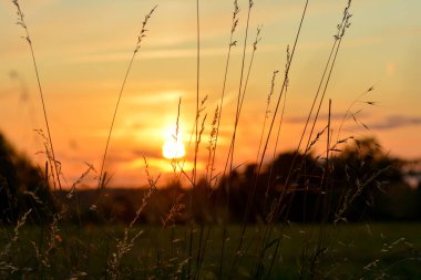 Önünde otlar olan turuncu gün batımı