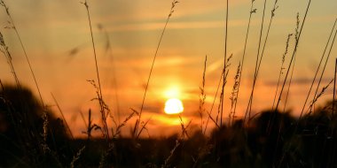 Önünde otlar olan turuncu gün batımı