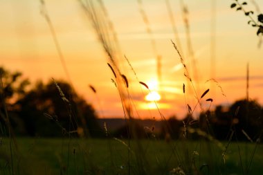 Turuncu gün batımı, yeşil çayırlarda çimenler ön planda