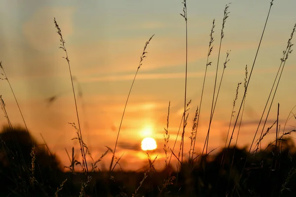 Pôr Sol Laranja Com Gramíneas Primeiro Plano — Fotografia de Stock