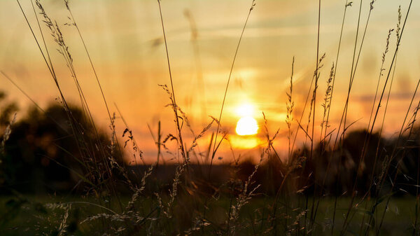 Orange sunset with high grasses in the foreground