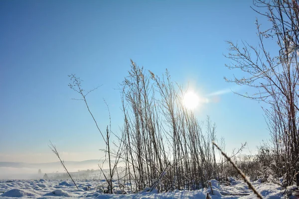 Güneş Kışın Uzun Çimlerin Arkasında Parlarken Doğada Spessart Bavyera Almanya — Stok fotoğraf