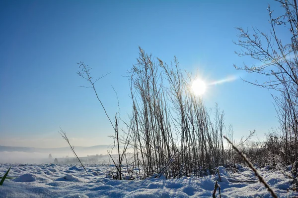 Sol Brilha Atrás Grama Alta Inverno Com Muita Neve Natureza — Fotografia de Stock