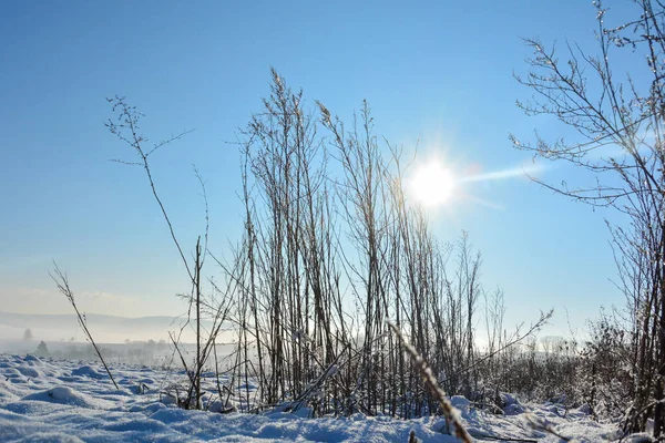 Ήλιος Λάμπει Πίσω Από Ψηλό Γρασίδι Χειμώνα Πολύ Χιόνι Στη — Φωτογραφία Αρχείου