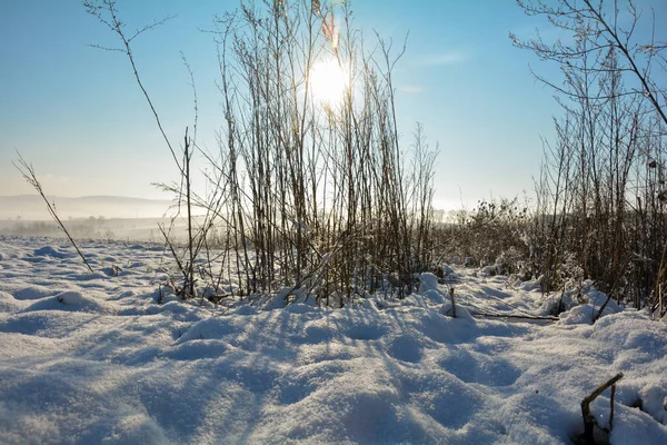 Sole Splende Dietro Erba Alta Inverno Con Molta Neve Nella — Foto Stock