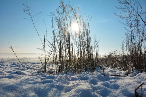 Sol Brilha Atrás Grama Alta Inverno Com Muita Neve Natureza — Fotografia de Stock