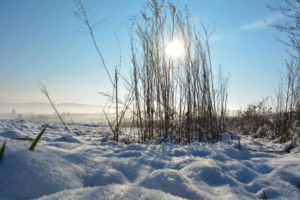 Sol Brilha Atrás Grama Alta Inverno Com Muita Neve Natureza — Fotografia de Stock