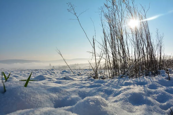 Ήλιος Λάμπει Πίσω Από Ψηλό Γρασίδι Χειμώνα Πολύ Χιόνι Στη — Φωτογραφία Αρχείου