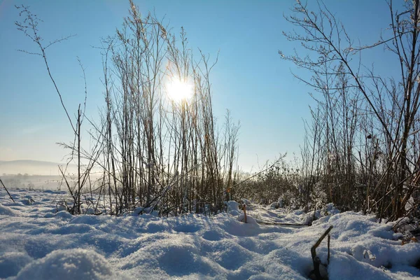Sole Splende Dietro Erba Alta Inverno Con Molta Neve Nella — Foto Stock