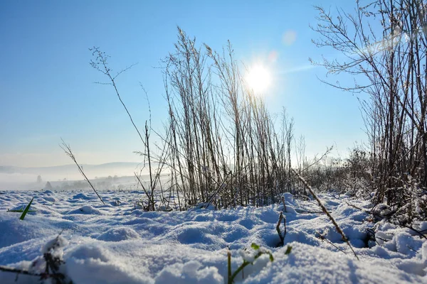 Sole Splende Dietro Erba Alta Inverno Con Molta Neve Nella — Foto Stock