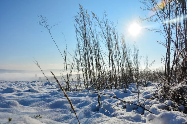 Sol Brilha Atrás Grama Alta Inverno Com Muita Neve Natureza — Fotografia de Stock