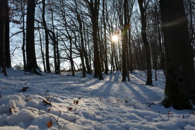 Ormandaki ağaçların arkasında gün doğumu, Spessart, Bavyera, Almanya 'da kar ve uzun gölgelerle
