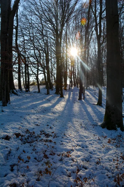 Vroege Ochtendzon Het Bos Met Sneeuw Spessart Beieren Duitsland — Stockfoto