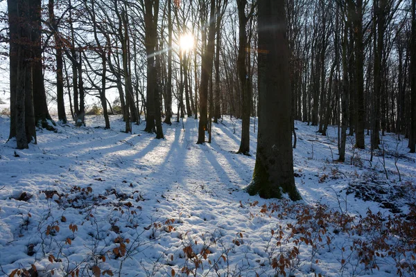 德国巴伐利亚 斯皮萨特 清晨的阳光和雪在森林里 — 图库照片