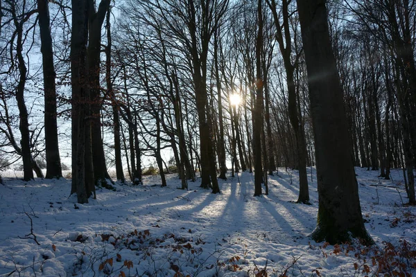 Vroege Ochtendzon Het Bos Met Sneeuw Spessart Beieren Duitsland — Stockfoto