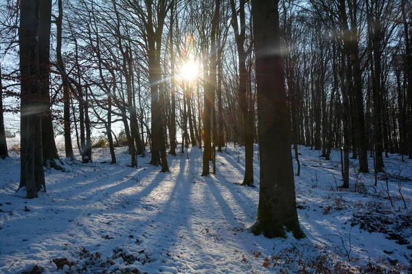 Frühe Morgensonne Wald Mit Schnee Spessart Bayern Deutschland — Stockfoto