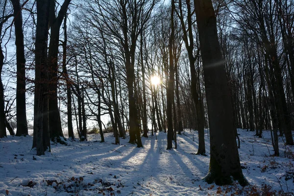 Vroege Ochtendzon Het Bos Met Sneeuw Spessart Beieren Duitsland — Stockfoto