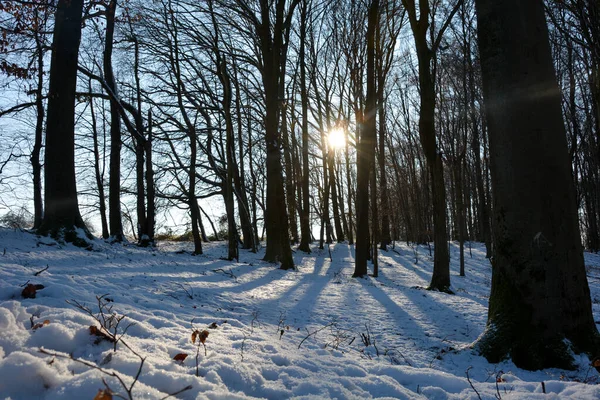 德国巴伐利亚斯皮萨特 日出时分 森林里的树木后面 白雪覆盖 阴影笼罩 — 图库照片