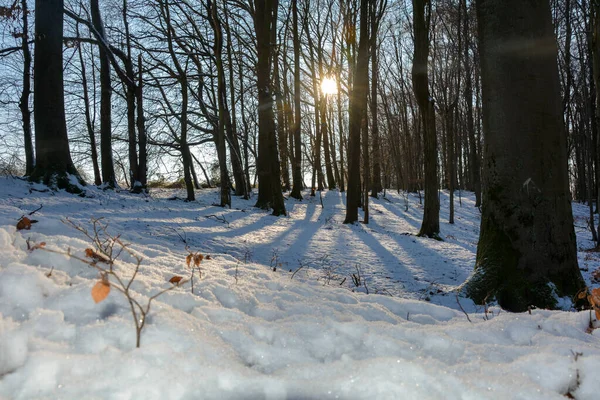 Wschód Słońca Drzewami Lesie Śniegiem Długimi Cieniami Spessart Bawaria Niemcy — Zdjęcie stockowe